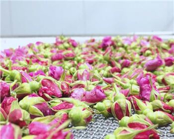 干貨！你需要知道的四川烘干工藝之玫瑰花烘干